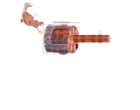 Image result for Skeletal Muscle Fiber Structure