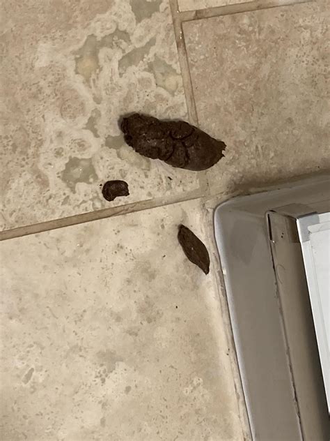 I pooped on my bathroom floor again. : r/poop