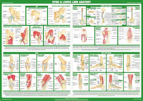 Joint Anatomy Chart Series A1 Paper Format Spine And Lower | Desertcart ...