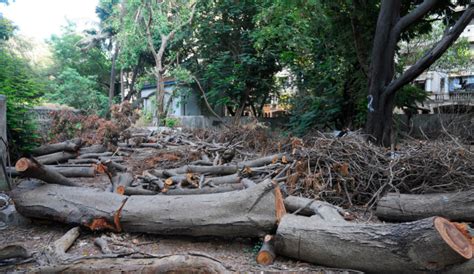 Tree Felling Is A Huge Problem For Mumbai, People Trying To Save ...
