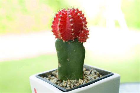 Are Moon Cacti Long-lasting? All The Moon Cactus Lifespan Info
