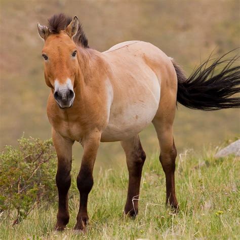 Mongolia - Przewalski’s Horse (Equus ferus przewalskii ...