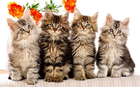 猫 画像 に対する画像結果