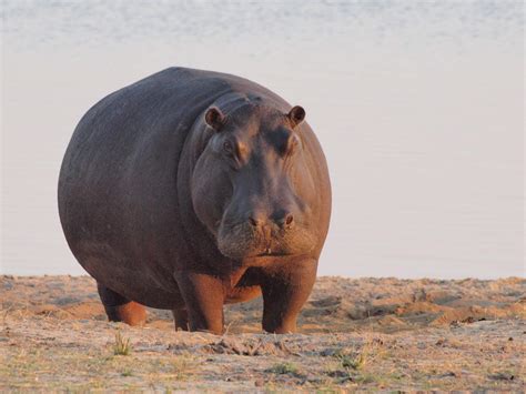 Hippopotamus: Habitat, Behavior and Diet