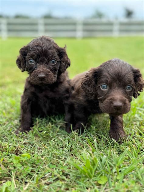 Boykin Spaniel Puppies For Sale In Texas