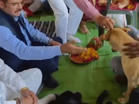 Offbeat News- Dogs worshipped before sterilization