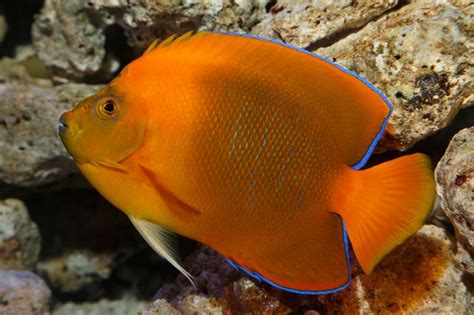 Catching Exotic Fish for Aquarium 的图像结果