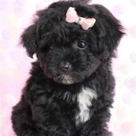 Poodle Puppies for sale in Delhi NCR | India | Dav Pet Lovers