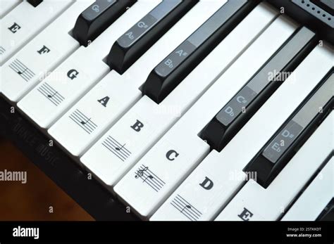 Image result for Piano Notes Labeled