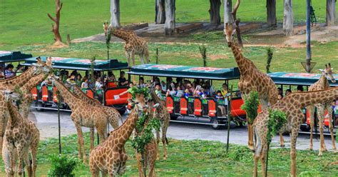Guangzhou Chimelong Safari Park Ticket - Klook India