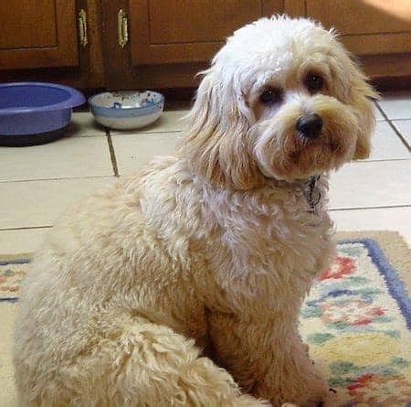 Image result for Cockapoo Terrier Mix