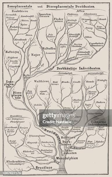 Rezultat imagine pentru Rabbid Evolution Tree