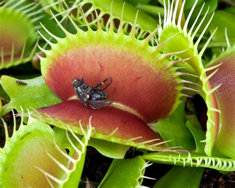 Venus flytrap care and growing guide: expert tips | Gardeningetc