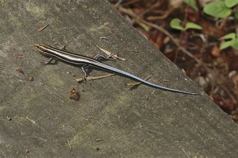 What Do Blue Tailed Skink S Eat at Matthew Driscoll blog