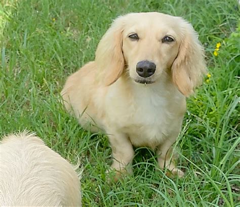 English Cream Miniature Dachshund Puppies - Crème of the Crop ...