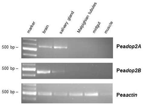 Characterization of an Invertebrate-Type Dopamine Receptor of the ...
