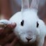 Image result for Different Types of Wild Rabbits