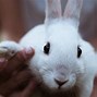 Image result for Mitsuris Pet Rabbit