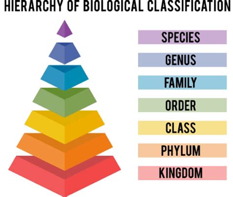 The Living World Important Notes - Class 11 PDF Download