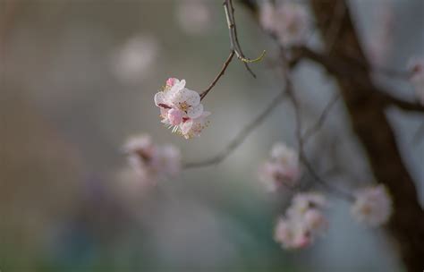 【春暖花开（3）摄影图片】生态摄影_太平洋电脑网摄影部落