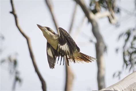 For celebrations | Wildlife Victoria