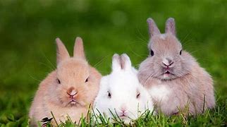 Image result for Bing Easter Bunny Wallpaper