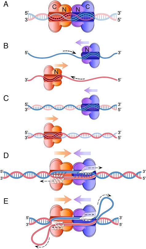Origin of Replication 的图像结果