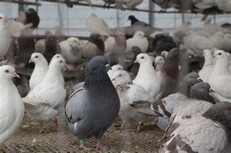2019养殖鸽子有哪些优势？_种鸽-肉鸽-天成鸽业养殖基地