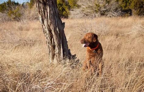 Download wallpaper field, nature, dog, section dog in resolution 1920x1200