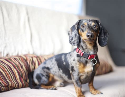 Dachshund Dog Grey at Alan Koester blog