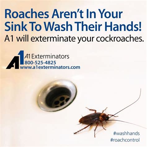 Image result for Bug Pest Control Tips