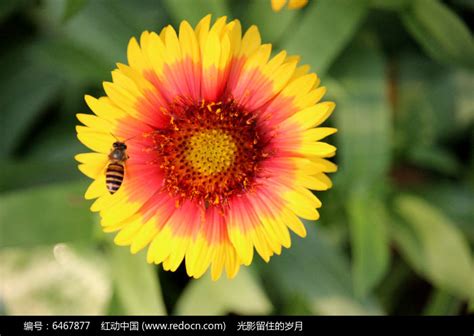 采花蜜蜂高清图片下载_红动中国