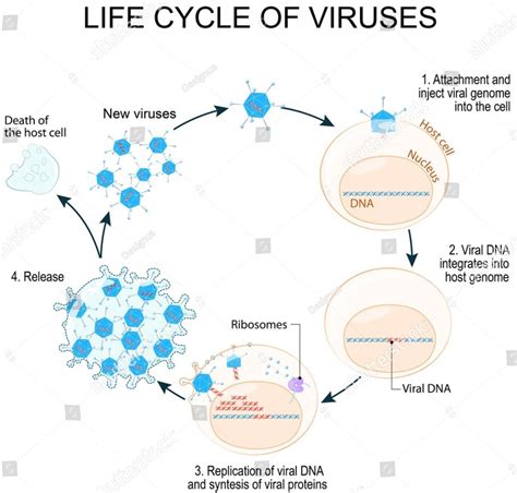 General characteristics,life cycle and classification.Of virus - Brainly.in