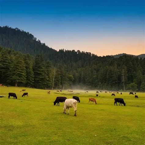 Dharamshala & McLeodganj in May 2026: Weather, Triund & Tips