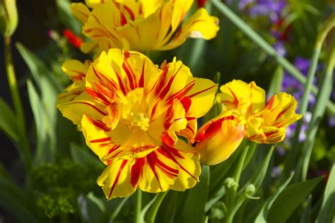 Yellow Flowers With Red Stripe Free Stock Photo - Public Domain Pictures