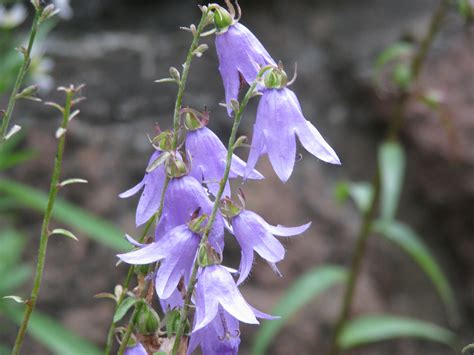 What Are Small Purple Flowers That Bloom In Early Spring at Jasper ...