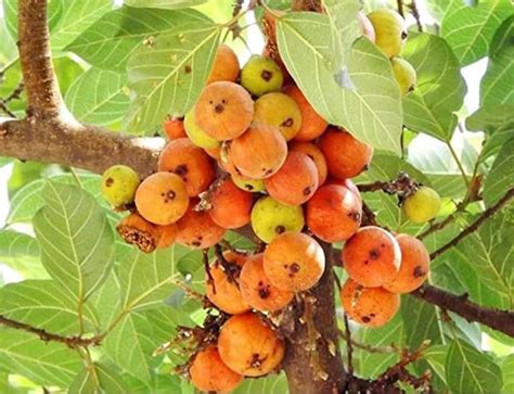 Mybagecha Gular Indian Fig Tree Live Plant, Cluster Fig Tree - Easy To ...