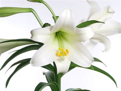 Easter Lily Plant Care