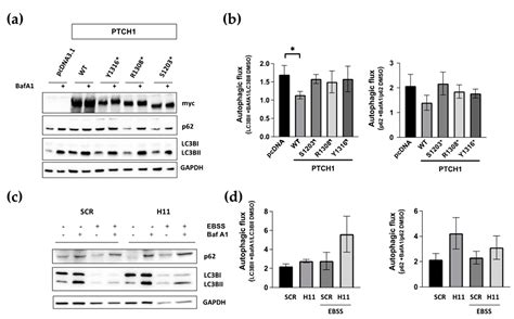 Partial Truncation of the C-Terminal Domain of PTCH1 in Cancer Enhances ...