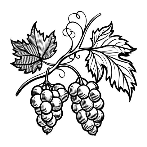 Premium Vector | Bunch of Hand drawn grape vine drawing illustration ...