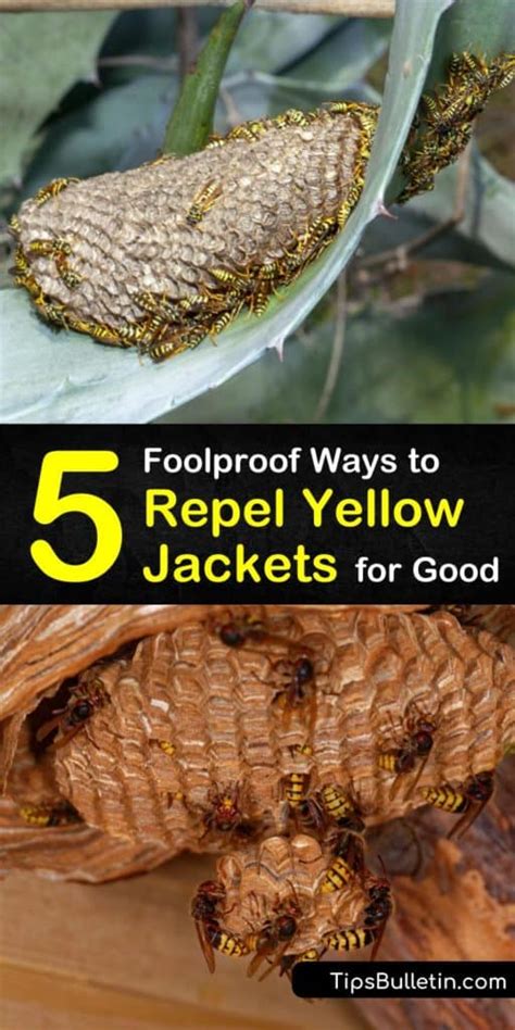 Image result for Yellow Jacket Hack