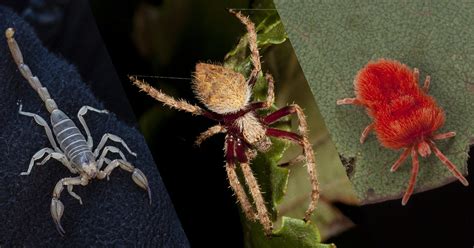 Top spider myths | Article | Museums Victoria