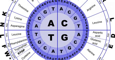 Image result for Code Genetique Exercice