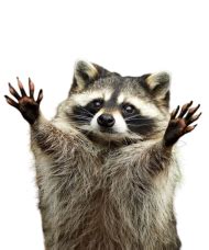 Raccoon png free download (6) - Photo #2338 - BiNps PNG Website