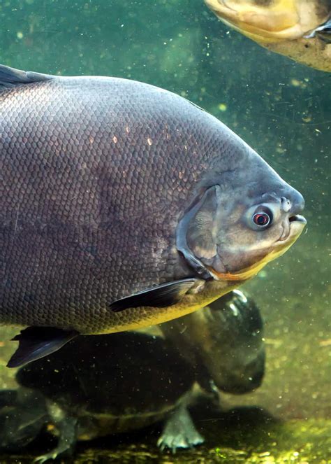 49 Pacu Fish Facts: What You Need To Know | Everywhere Wild