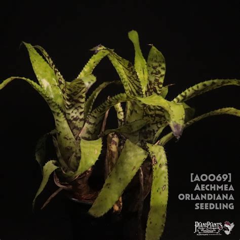 【送料無料】Aechmea orlandiana seedling 〔エクメア〕現品発送A0069 | plane plants