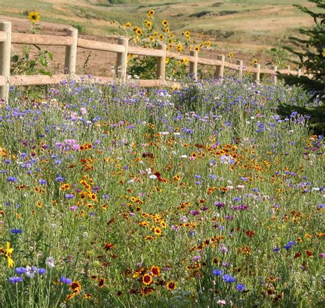 Wildflower Meadow Garden
