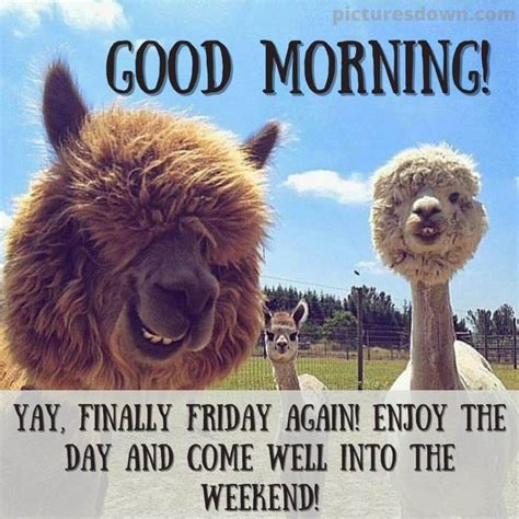 Good morning friday funny image horses - picturesdown.com