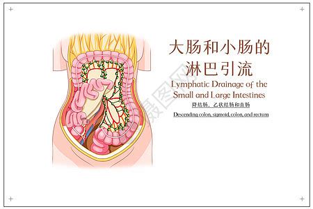 肝胃脾和胰的淋巴引流深层解剖医疗插画插画图片下载-正版图片401789484-摄图网