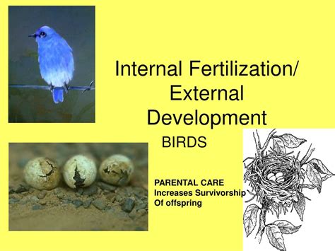 Adaptations Of Internal And External Fertilization